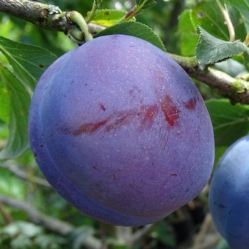 Plum 'Monsier Hätif'