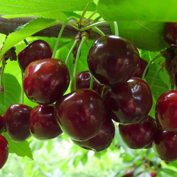 Cherry 'Bigarreau Burlat'