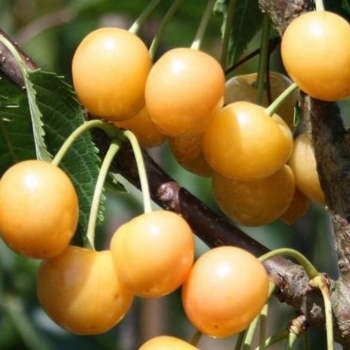 Cerisier 'Dönische. Gelbe Knorpelkirsche'