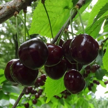 Cherry 'Karina'