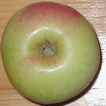Apfelbaum  'Transparant de Cronkels'