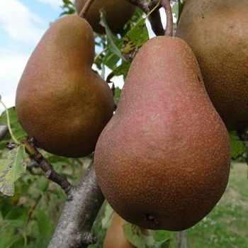 Pear  'Beurre Clairgeau'