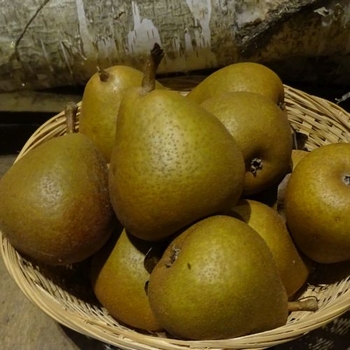 Pear 'Madame Verte'