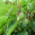 Kiwibes 'Issai'
