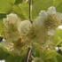 Kiwi  'Atlas'