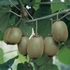 Kiwi  'Jenny'