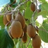 Kiwi  'Hayward'