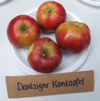 Apfelbaum  'Danziger Kantapfel'
