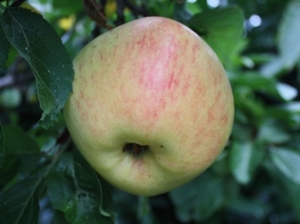 Apple 'Glorie van Holland'