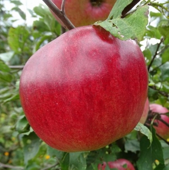 Appelboom  'Prinz Alb. von Preussen'