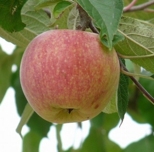 Apfelbaum  'Rode Dijkmanszoet'