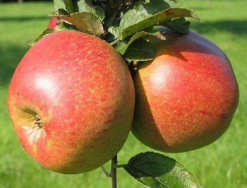 Apple 'Belle Fleur Double'