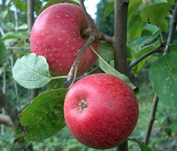 Pommier 'Calville Étoilée' (ou Reinette Rouge Étoilée)