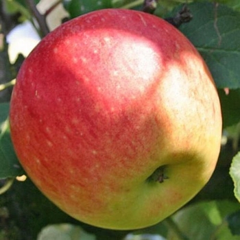 Appelboom  'James Grieve'