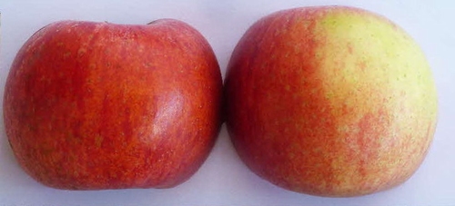 Apple 'Roter Berlepsch'