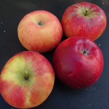 Apple 'Red Topaz ®'