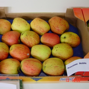Pommier  'Pomme d'Aunée, \  Princesse Noble \ Pomme carée)'