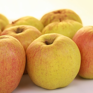 Apple 'Finkenwerder Prinz'