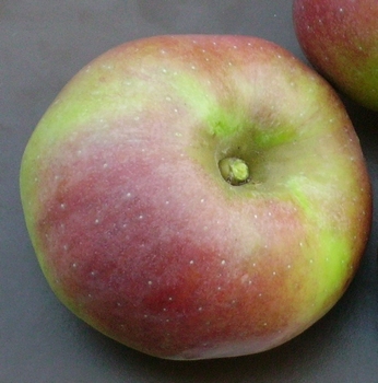 Apple 'Winterambur (Rheinischer)'