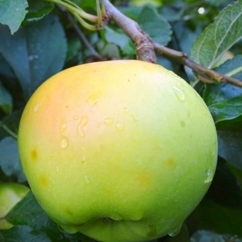 Apple 'Landsberger Renette'