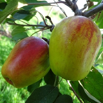 Apfelbaum  'Present van Engeland'