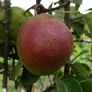 Birnenbaum  'Noordhäuser Winterforelle'