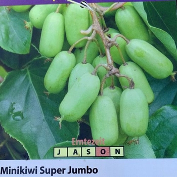 Kiwibes 'Super Jumbo'