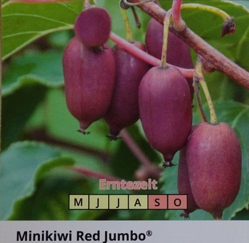 Kiwibes 'Red Jumbo'
