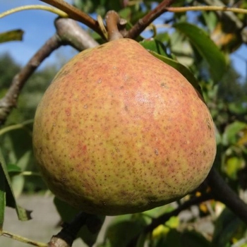 Poirier 'Zoete Brederode'