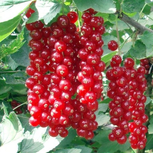 Johannisbeeren