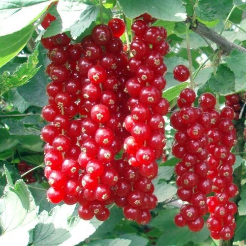 Gooseberries / Currant