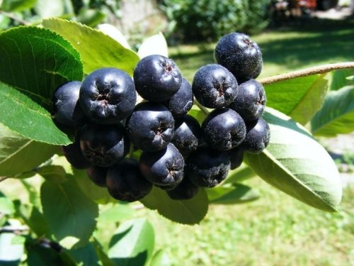 Aronia ou Aronie