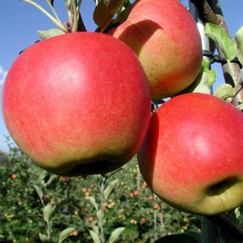 Apple trees (new varieties)