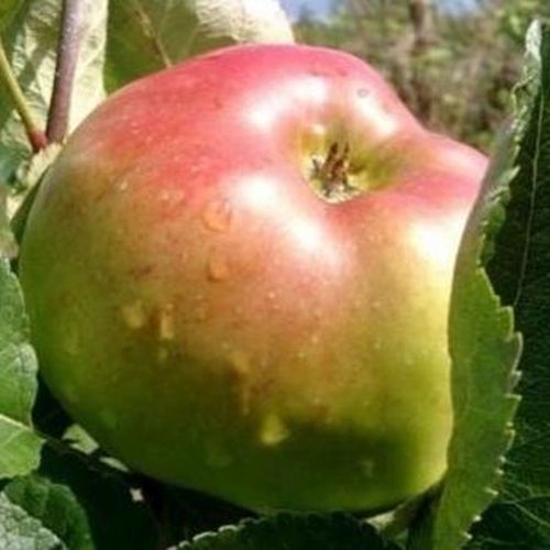 Apples, old varieties