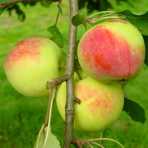 Apple trees  (summer)