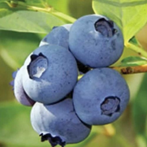 Vaccinium (bleuberry)