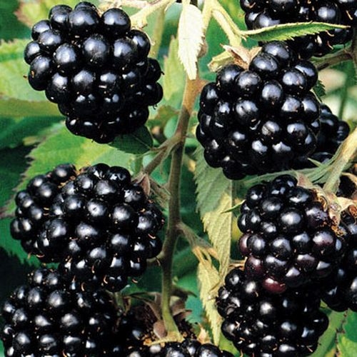 Brombeeren