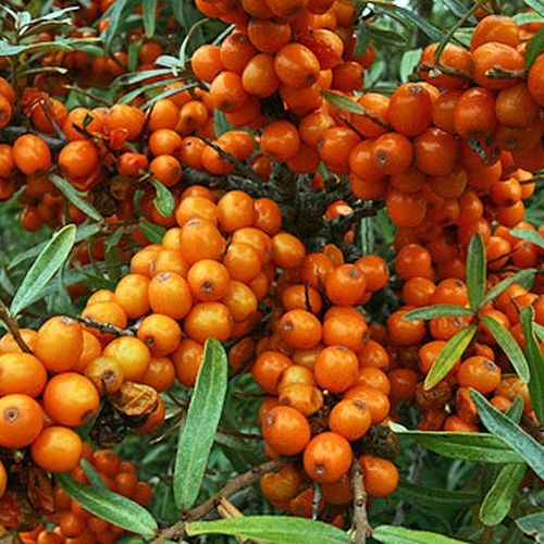 Sea-buckthorn