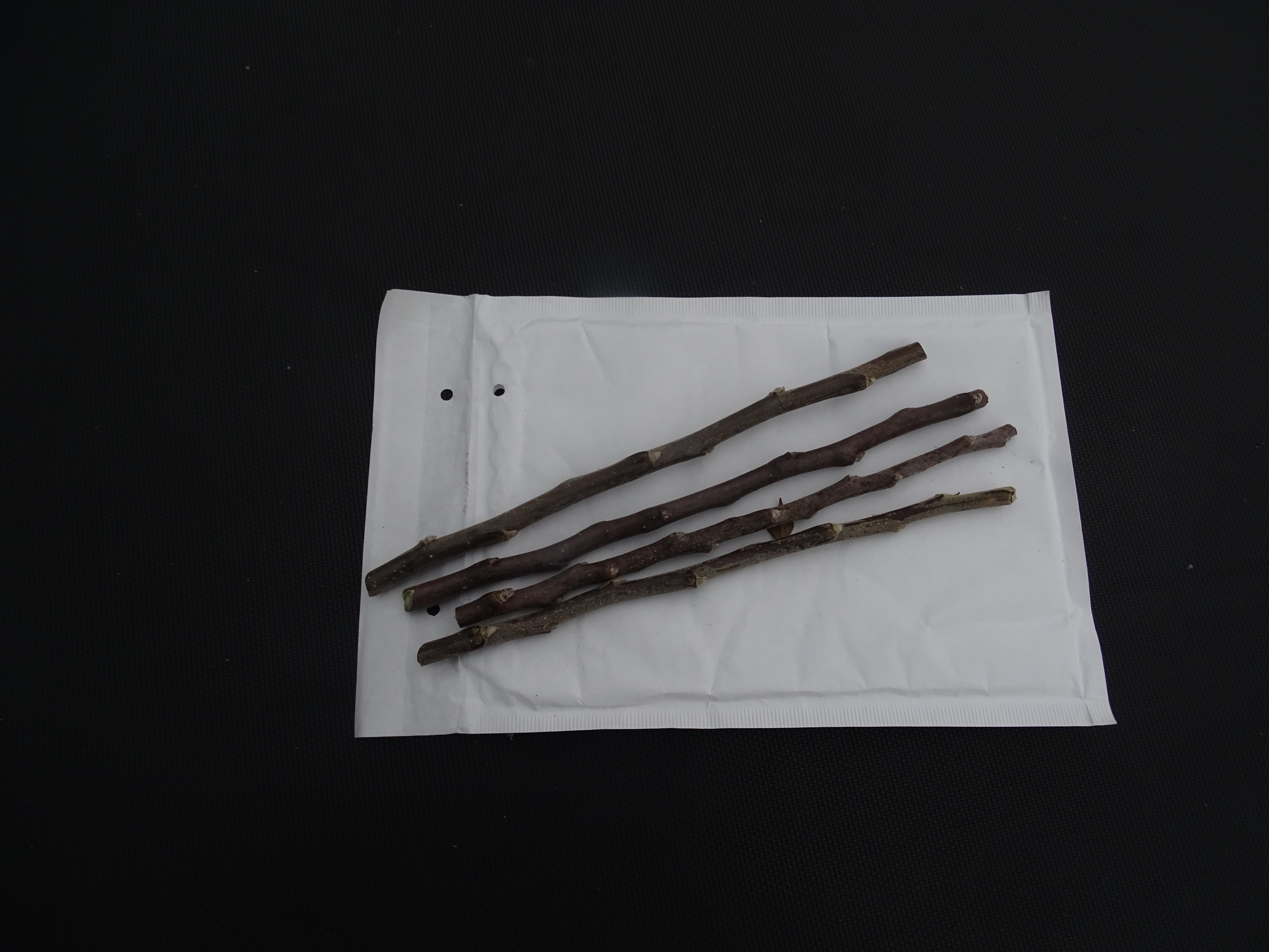 Grafting wood