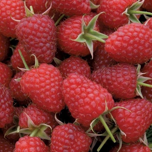 Raspberries