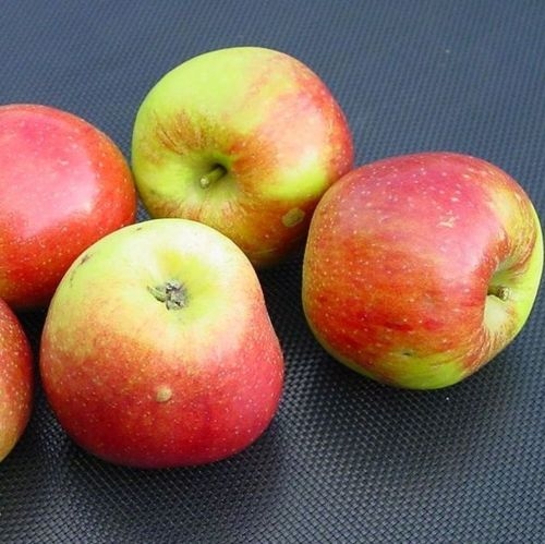 Fruitbomen appels