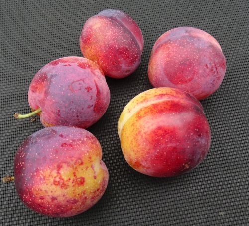 Obstbäume Pflaumen