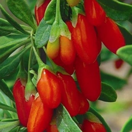 Baies de Goji