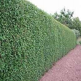 Hedge plants