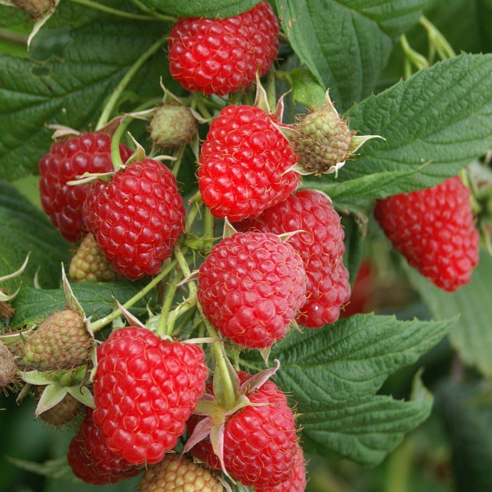 Autumn raspberries