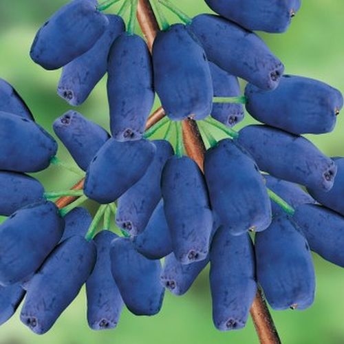 Honeyberry