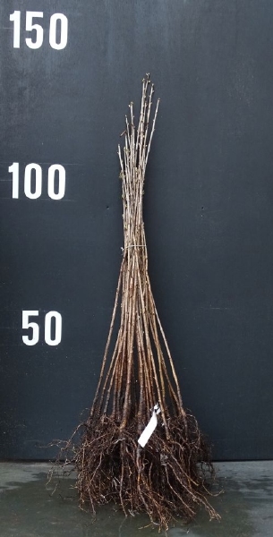 Porte-greffes cerisiers