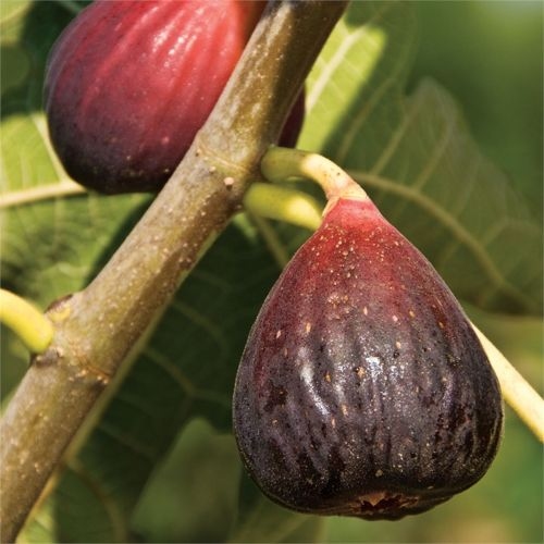 Fig tree