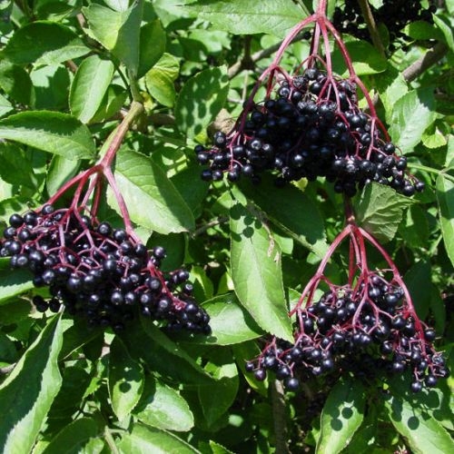 Elderberry