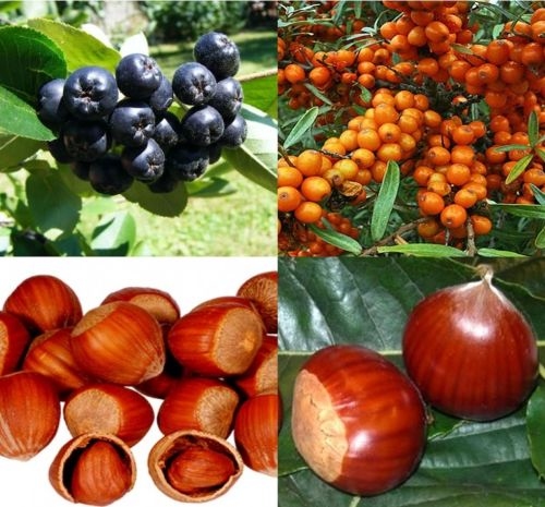 Wild fruit